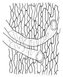 Mesotus celatus, cells near insertion of branch leaf, with “nematogonous” cells and rhizoids. Drawn from A.J. Fife 9700, CHR 477662, A.J Fife 6497, CHR 104768, and B.H. Macmillan 97/52, CHR 514737.
 Image: R.C. Wagstaff © Landcare Research 2018 